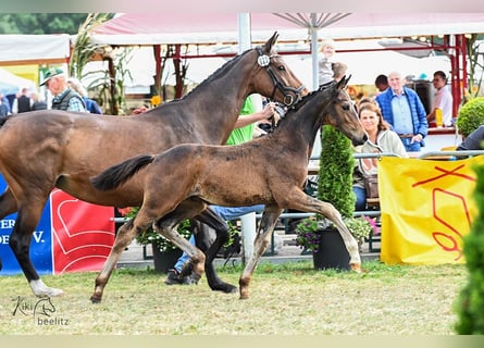 Oldenburg, Stallion, 1 year, Bay-Dark