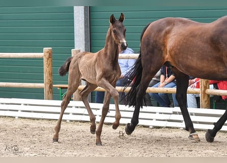 Oldenburg, Stallion, 1 year, Black