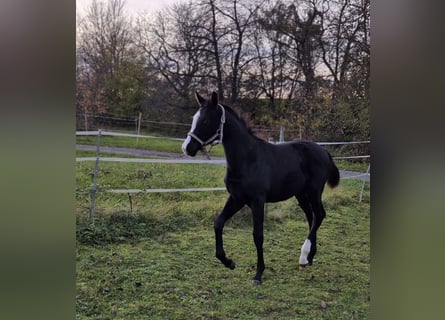 Oldenburg, Stallion, 1 year, Black
