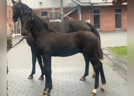 Oldenburg, Stallion, 1 year, Black