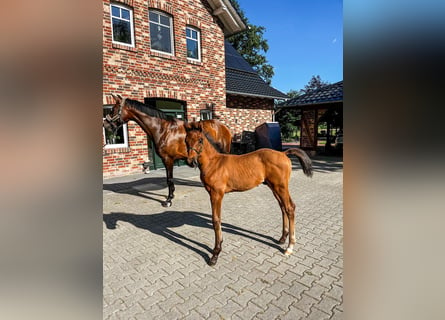 Oldenburg, Stallion, 1 year, Brown