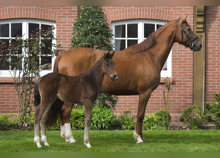 Oldenburg, Stallion, 1 year, Brown