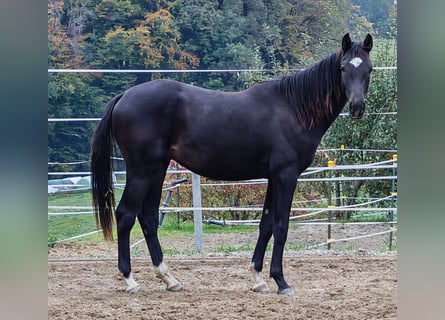 Oldenburg, Stallion, 1 year, Brown