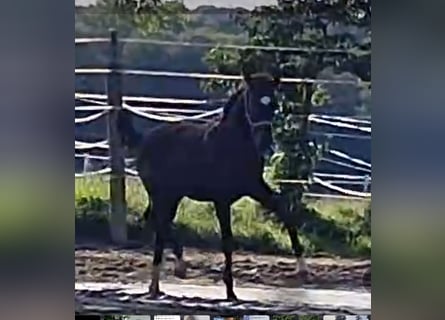 Oldenburg, Stallion, 1 year, Brown