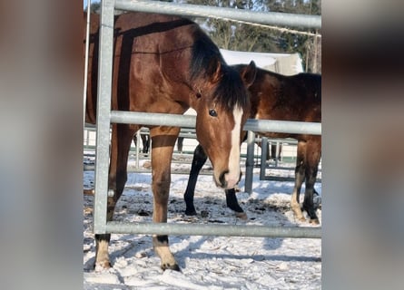 Oldenburg, Stallion, 1 year, Brown