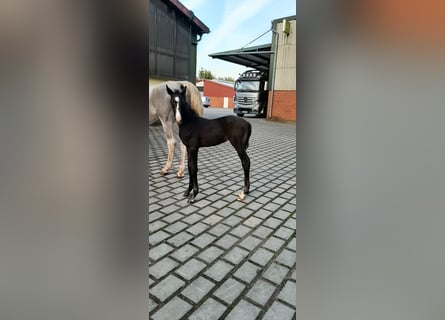 Oldenburg, Stallion, 1 year, Can be white