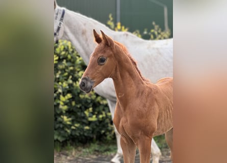 Oldenburg, Stallion, 1 year, Chestnut