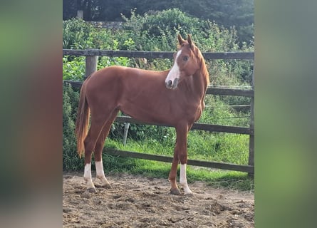 Oldenburg, Stallion, 1 year, Chestnut-Red