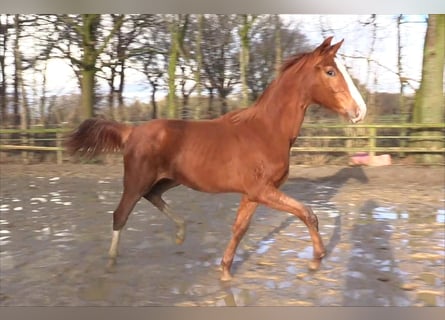 Oldenburg, Stallion, 1 year, Chestnut-Red