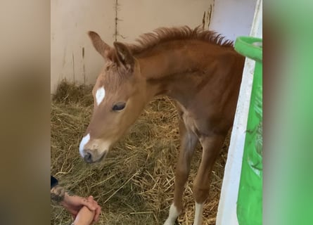 Oldenburg, Stallion, 1 year, Chestnut-Red