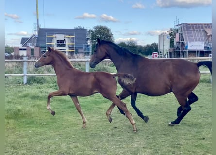 Oldenburg, Stallion, 1 year, Chestnut-Red