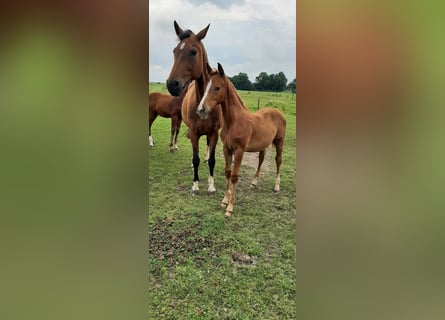 Oldenburg, Stallion, 1 year, Chestnut-Red