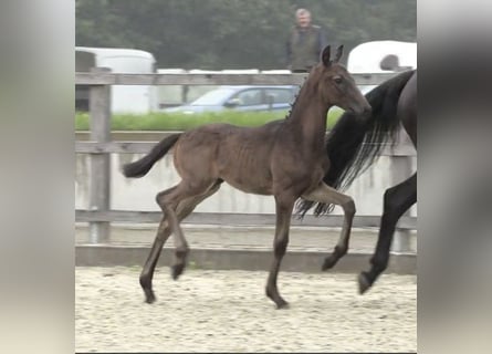 Oldenburg, Stallion, 1 year