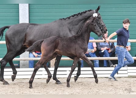 Oldenburg, Stallion, 1 year