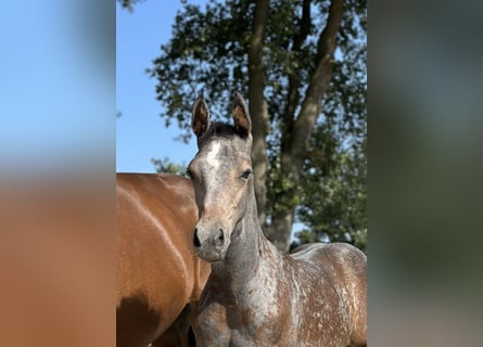 Oldenburg, Stallion, 1 year, Gray