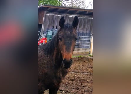 Oldenburg, Stallion, 1 year, Smoky-Black