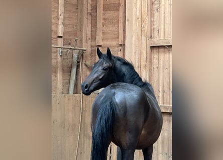 Oldenburg, Stallion, 2 years, 15,1 hh, Smoky-Black