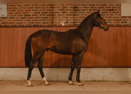 Oldenburg, Stallion, 2 years, 16.1 hh, Bay-Dark