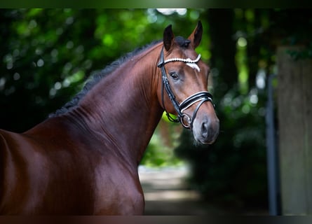 Oldenburger, Hengst, 2 Jahre, 16,1 hh, Brauner