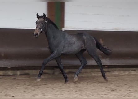 Oldenburg, Stallion, 2 years, 16.1 hh, Gray-Dark-Tan