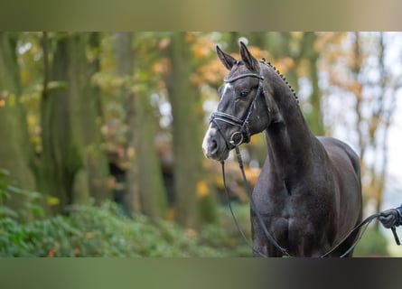 Oldenburg, Stallion, 2 years, 16.1 hh, Gray
