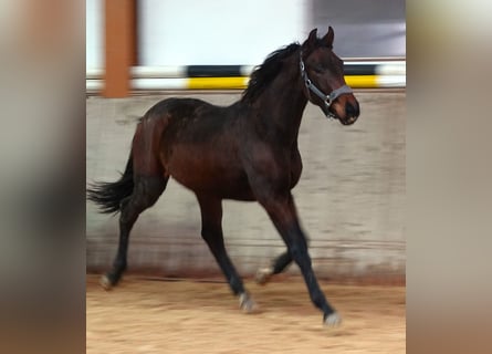 Oldenburg, Stallion, 2 years, 16,2 hh, Bay-Dark