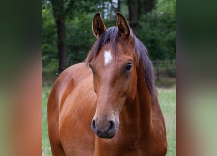 Oldenburger, Hengst, 2 Jahre, 16,2 hh, Brauner