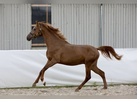 Oldenburg, Stallion, 2 years, 16,3 hh, Chestnut-Red