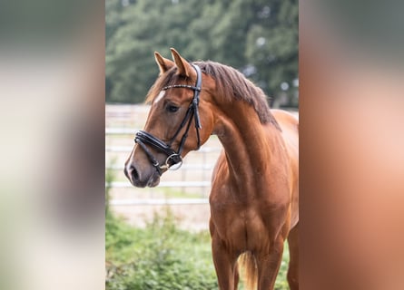 Oldenburg, Stallion, 2 years, 16 hh, Chestnut