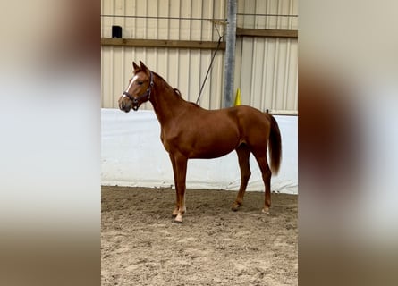 Oldenburg, Stallion, 2 years, 16 hh, Chestnut-Red
