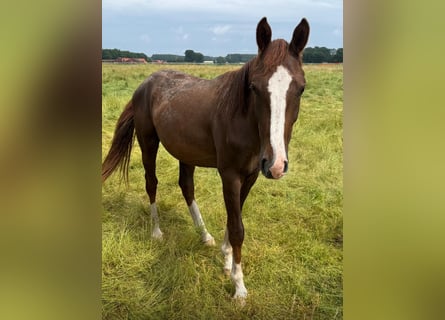 Oldenburg, Stallion, 2 years, 16 hh, Chestnut-Red