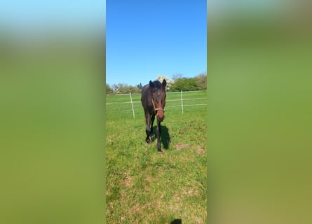 Oldenburg, Stallion, 2 years, 16,1 hh, Brown