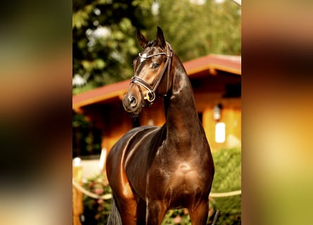 Oldenburg, Stallion, 2 years, 16,1 hh, Smoky-Black