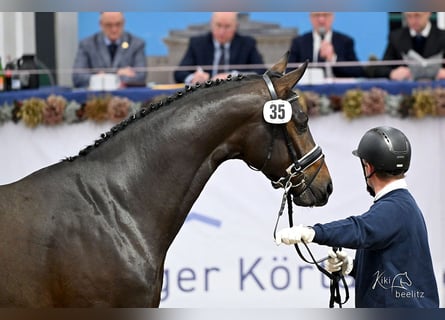 Oldenburg, Stallion, 2 years, 16,2 hh, Bay-Dark