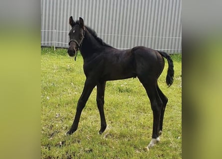 Oldenburg, Stallion, 2 years, 17 hh, Black