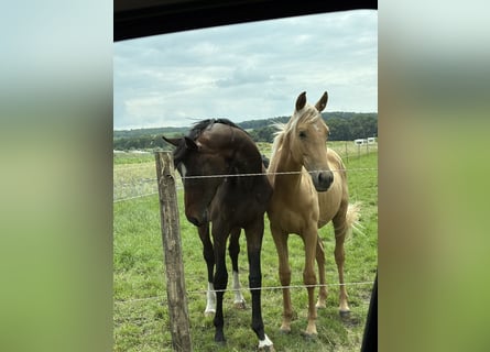 Oldenburg, Stallion, 2 years, 17 hh, Brown Oldenburg, Stallion, 2 years, 17 hh, Brown