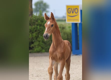 Oldenburg, Stallion, 2 years, 17 hh, Chestnut-Red