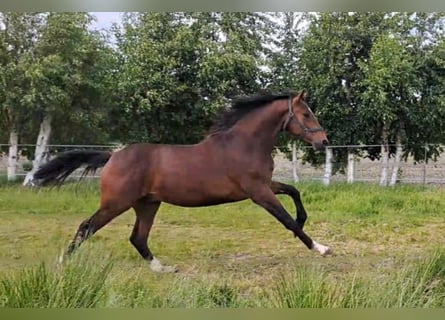 Oldenburg, Stallion, 2 years, Bay-Dark
