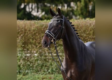 Oldenburg, Stallion, 2 years, Bay-Dark