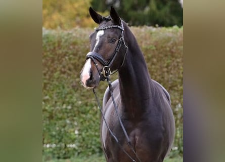 Oldenburg, Stallion, 2 years, Bay-Dark