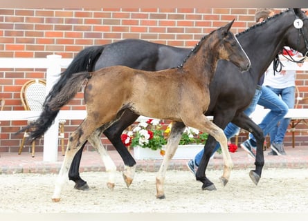 Oldenburg, Stallion, 2 years, Black