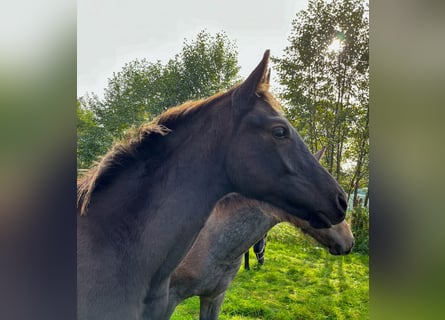 Oldenburg, Stallion, 2 years, Black