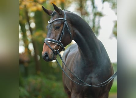 Oldenburg, Stallion, 2 years, Brown