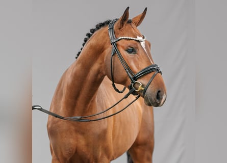 Oldenburg, Stallion, 2 years, Brown