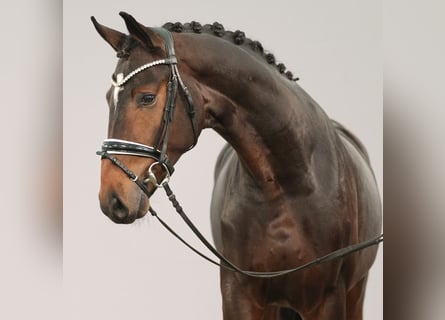 Oldenburg, Stallion, 2 years, Brown