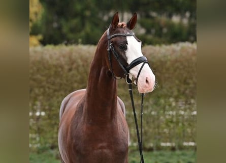 Oldenburg, Stallion, 2 years, Chestnut