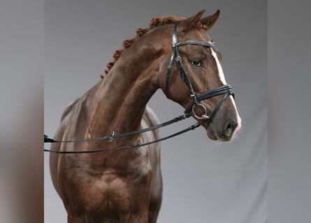 Oldenburg, Stallion, 2 years, Chestnut-Red