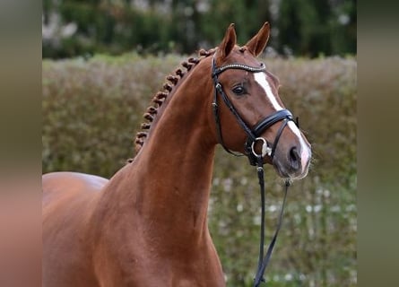 Oldenburg, Stallion, 2 years, Chestnut-Red