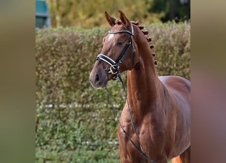 Oldenburg, Stallion, 2 years, Chestnut-Red