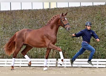 Oldenburg, Stallion, 2 years, Chestnut-Red